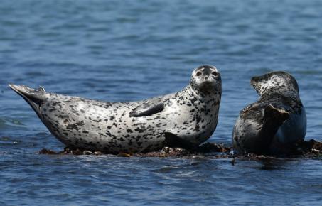 3월의 멸종위기 야생생물로 ‘물범’ 선정