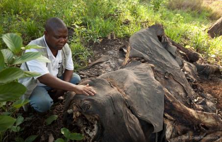 3월3일은 '삼겹살데이' 아니고 '세계 야생 동식물의 날'