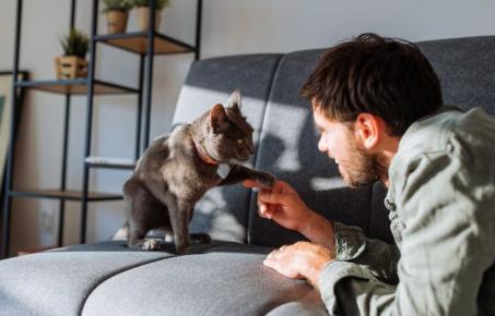 내 고양이 나이는 몇 살 인가요?