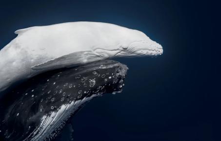 '2026 세계 자연 사진 어워드 (World Nature Photography Awards)'