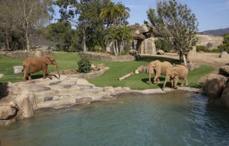 “울타리 없는 사바나”... 샌디에고 사파리 파크 ‘엘리펀트 밸리’  공식 개장