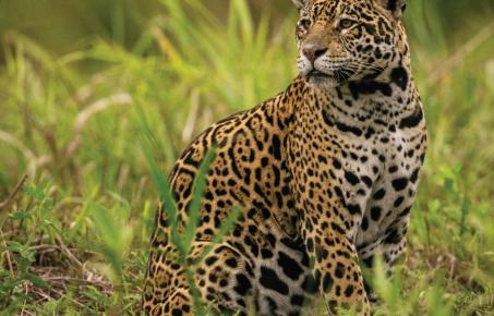 세계 보호 대상 이동성 야생 동물 개체수 2년 만에 44%에서 49%로 악화