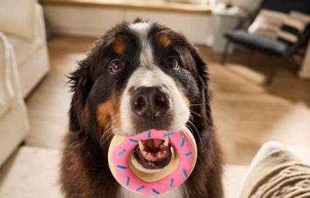 개의 입이 사람의 입보다 깨끗할까요?