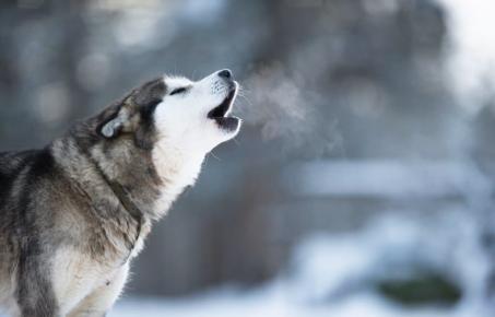 개들은 왜 사이렌 소리에  울부짖을까?  
