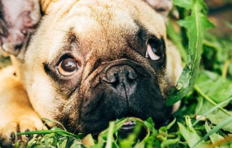 개 풀 뜯어먹는 소리?