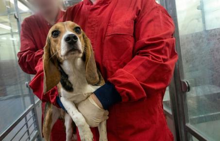 영국 실험실에서 드러난 동물실험 잔혹 행위