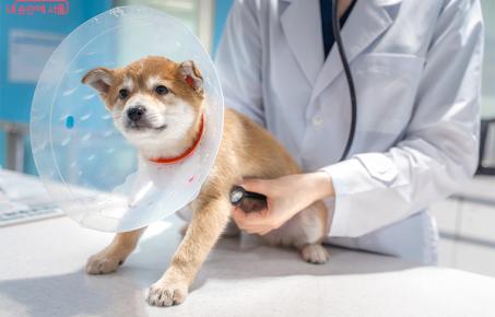 동물병원 마약류 취급 관리 강화, 오남용 근절에 총력