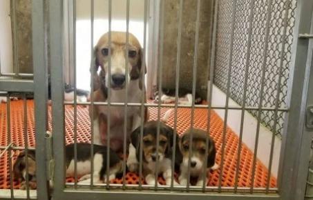 온타리오주, 캐나나 최초로 개와 고양이 대상 실험 금지 법안 통과