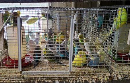 미국 앵무새 농장의 참혹한 사육 실태 고발-PETA