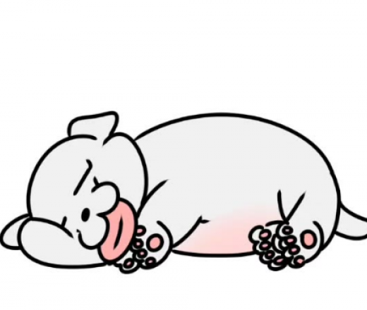 강아지의 잠자는 자세별 의미