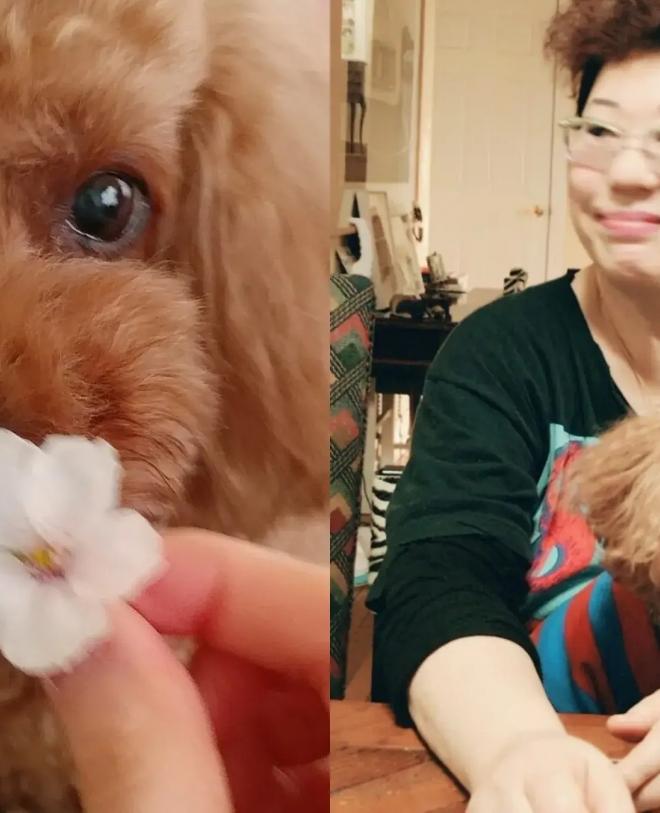 양희은, 무지개다리 건넌 반려견 '보보' 향한 그리움 전해
