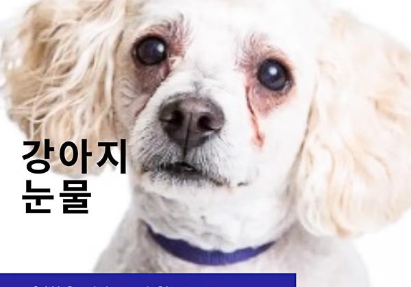 강아지 눈물 자국 관리, '유루증' 알아보기