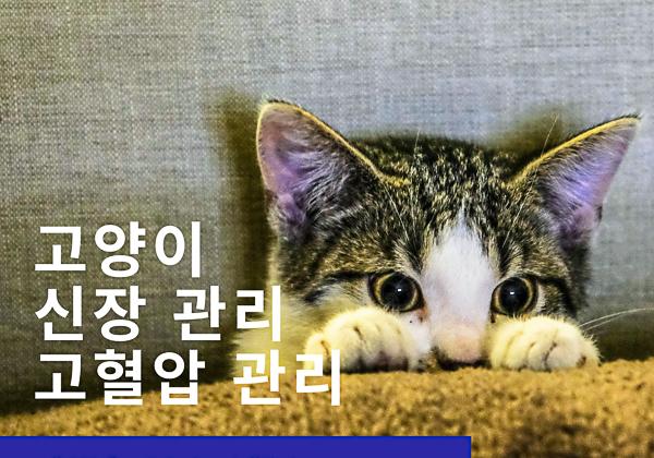 고양이 신장질환과 고혈압 관리