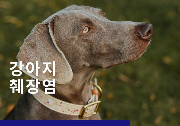강아지 췌장염은 왜 생길까요?