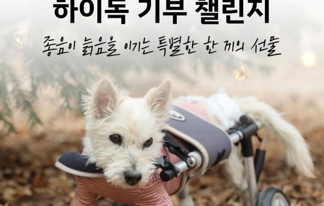 '댓글 1건당 1팩 기부'...하이독, 동물자유연대와 '노견 행복 기부 챌린지' 진행