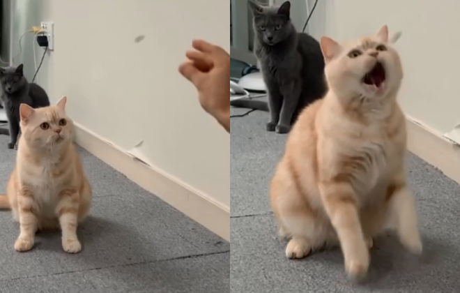 사료 던져주면 입으로 받아먹는 고양이 '진짜 빠르네'