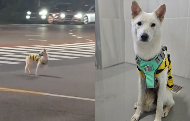 '남일 같지 않아서...' 야밤에 떠돌이 개 쫓아 추격전 벌인 견주 사연