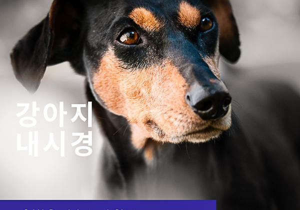 강아지 식도 이물 내시경 제거