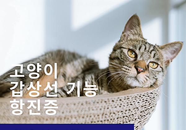 고양이 갑상선 기능 항진증에 대해 알아보기
