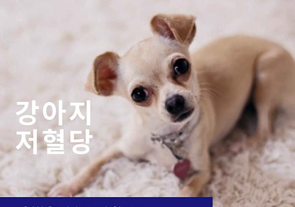 강아지 저혈당의 원인과 치료법