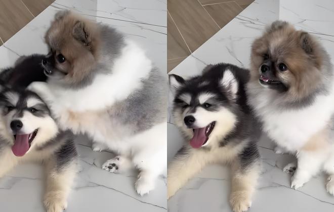 까칠한 포메라니안과 '친구' 되고 싶어 자존심 버리고 직진한 허스키 