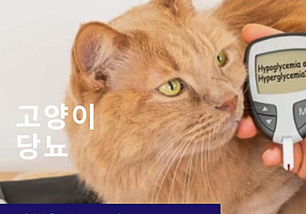 고양이 당뇨 관리와 치료법 