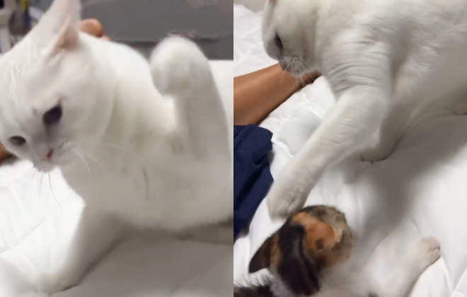 겁 없는 새끼 고양이 냥냥펀치 무서운 줄 모르고..'몇 대나 맞은 거야'