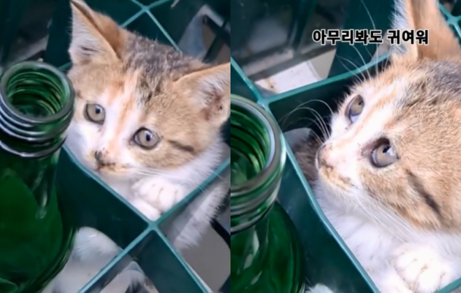 소주병 박스에 술병 말고 다른 것이...'잠시 아깽이좀 맡겼다옹'