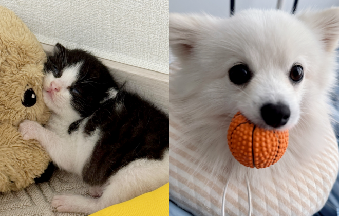 길에서 아기 고양이 데려왔더니..가장 신난 건 '우리 집 개'