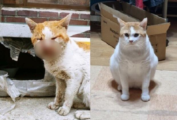 길고양이가 '집 생활' 1년 하면 생기는 일
