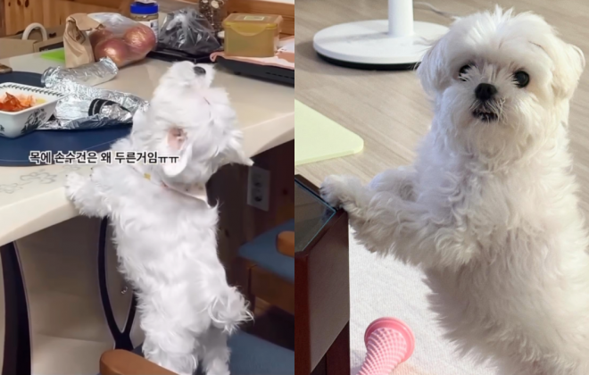 혼자 밥상 지키다 결국 서러움 폭발한 강아지 '오열'