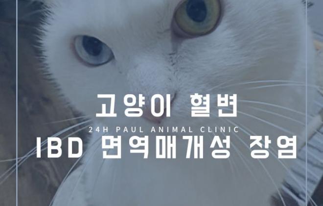 고양이 혈변, IBD 면역 매개성 장염에 대해 알아보기
