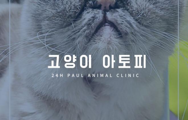 고양이 아토피 피부염이란?
