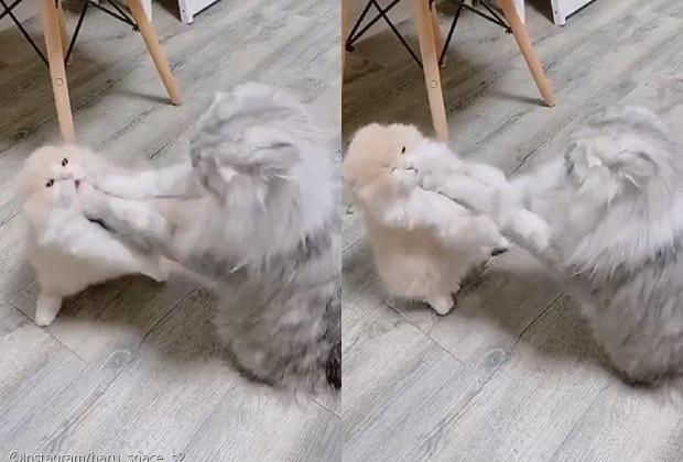 '키가 작아서...' 싸움도 하기 전에 멱살부터 잡힌 고양이의 설움