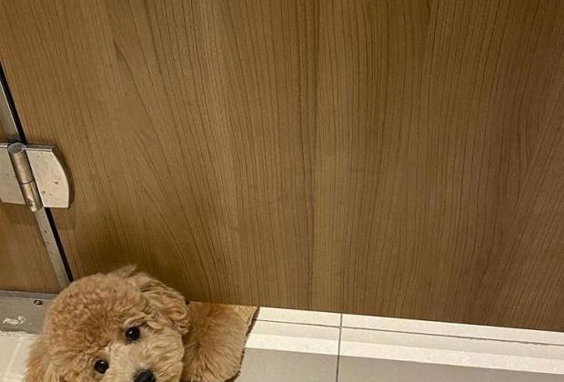 '거기서 뭐해?' 화장실까지 따라오는 주인 껌딱지 강아지 
