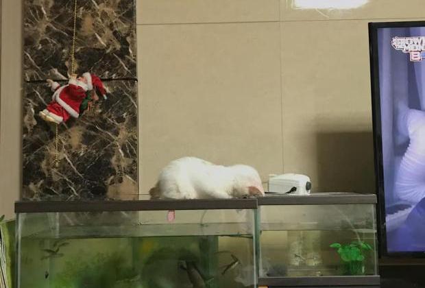 물고기가 너무 궁금했던 고양이의 어항 구경...'푹 빠졌다옹!'