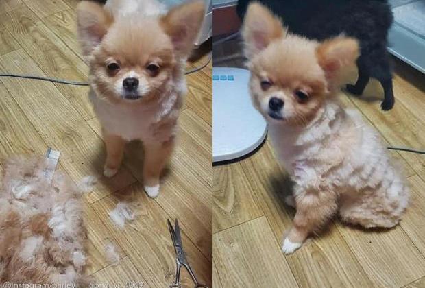 주인에게 미용 당하고(?) 허탈한 표정 지은 강아지.."이게 뭐야?