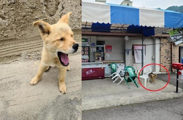 버리고 가는 주인 차량 쫓아가던 강아지, 동네 슈퍼 '마스코트' 되다 