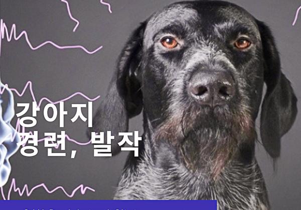 강아지 경련 관리와 예방법 알아보기