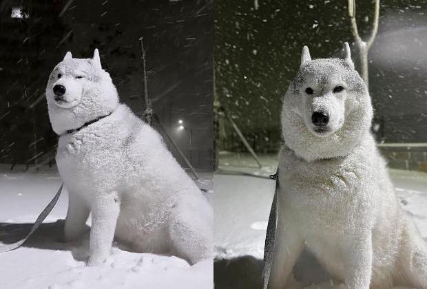 '대체 언제까지...' 폭설에 행복한 허스키와 그렇지 못한 주인