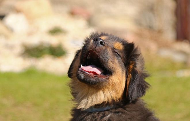 펫페어 '2025 메가주', 오는 21일 킨텍스서 개최