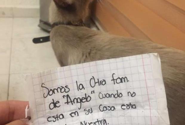 두 집 살림하다 '쪽지' 때문에 딱 걸린 고양이.."너네 냥이 우리 집에 산다?"