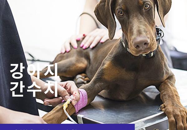 강아지 간 수치는 어떤 항목이 있고 왜 올라갈까?