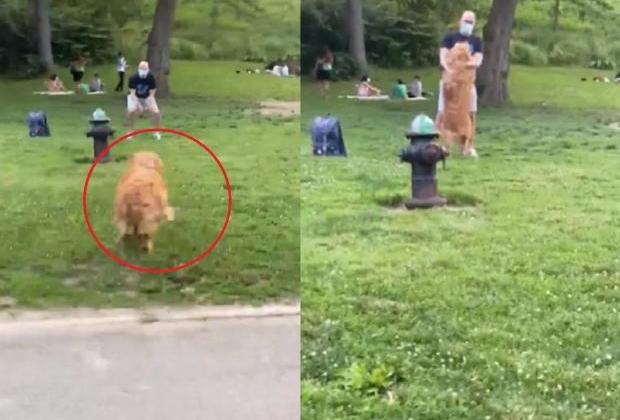 3개월 만에 주인 남친과 다시 만난 리트리버..."헤어진 줄 알았잖아!"