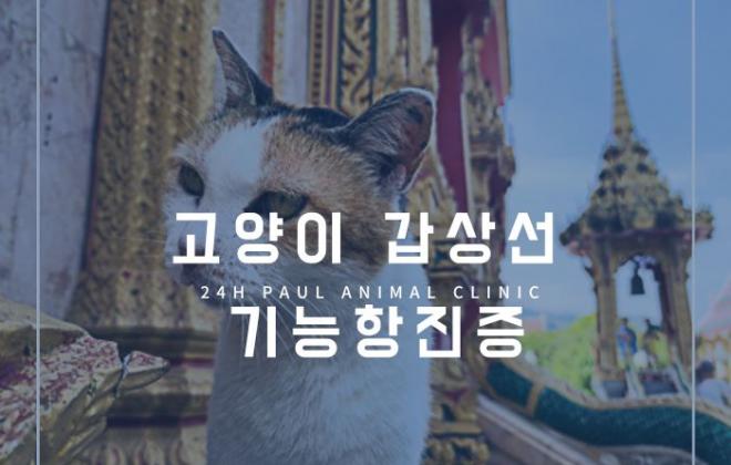 고양이 갑상선 기능 항진증에 대해 알아보기
