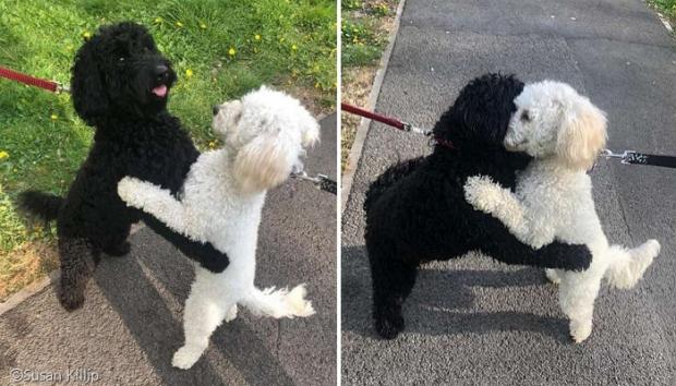 산책하다 우연히 만난 '멍멍이' 자매..반가움에 격한 포옹 나눠
