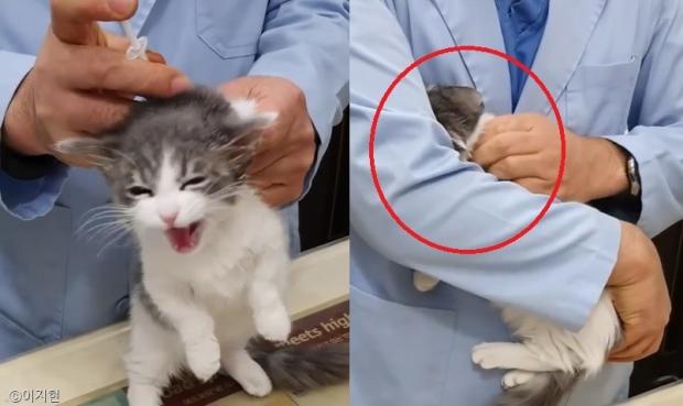 주사 2대 맞고 수의사 품에서 오열하는 고양이.."서럽다냥!"