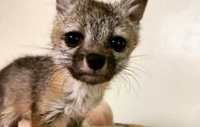 "우리 엄마야?"..산책 나온 개를 엄마로 착각해 집까지 따라간 아기 여우