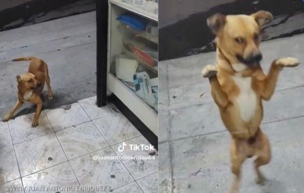 떠돌이 개에게 밥 챙겨줬더니...'기쁨의 춤으로 화답'