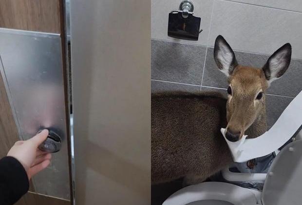 공중화장실에서 마주친 의외의 동물...'제가 먼저 쓰고 있어요'